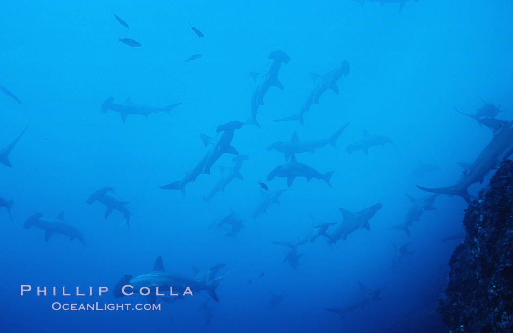 Scalloped hammerhead shark. Cocos Island, Costa Rica, Sphyrna lewini, natural history stock photograph, photo id 03220