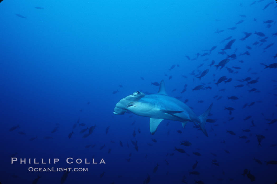 Scalloped hammerhead shark. Cocos Island, Costa Rica, Sphyrna lewini, natural history stock photograph, photo id 03244