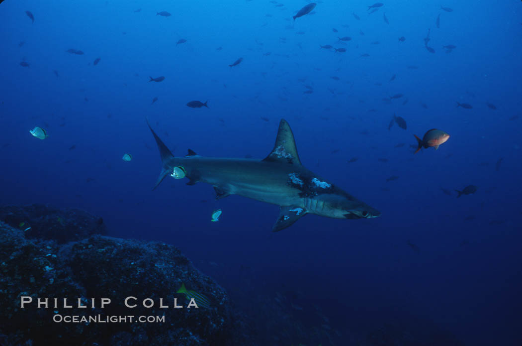 Scalloped hammerhead shark. Cocos Island, Costa Rica, Sphyrna lewini, natural history stock photograph, photo id 03248