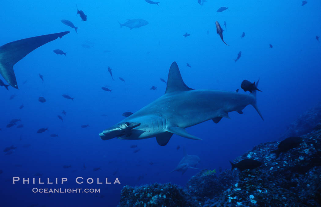 Scalloped hammerhead shark. Cocos Island, Costa Rica, Sphyrna lewini, natural history stock photograph, photo id 03203