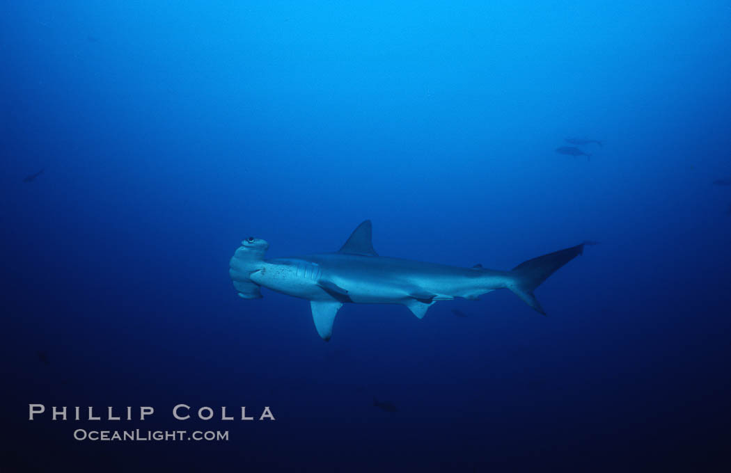 Scalloped hammerhead shark. Cocos Island, Costa Rica, Sphyrna lewini, natural history stock photograph, photo id 03211