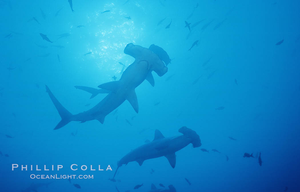 Scalloped hammerhead shark. Cocos Island, Costa Rica, Sphyrna lewini, natural history stock photograph, photo id 03215