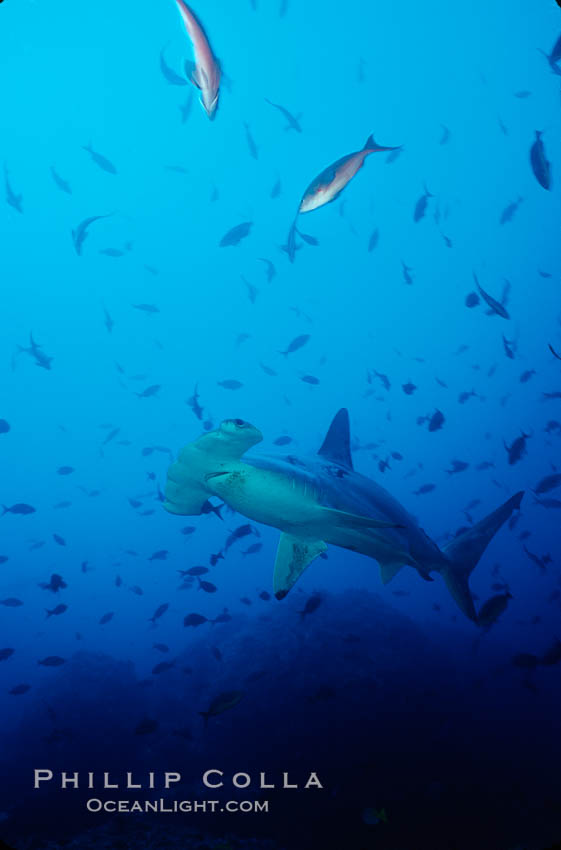 Scalloped hammerhead shark. Cocos Island, Costa Rica, Sphyrna lewini, natural history stock photograph, photo id 03243