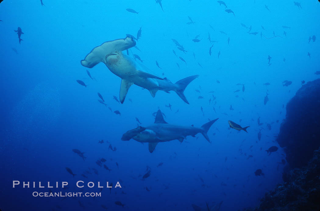 Scalloped hammerhead shark. Cocos Island, Costa Rica, Sphyrna lewini, natural history stock photograph, photo id 03249
