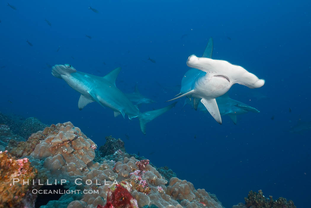 Scalloped hammerhead shark. Darwin Island, Galapagos Islands, Ecuador, Sphyrna lewini, natural history stock photograph, photo id 16306