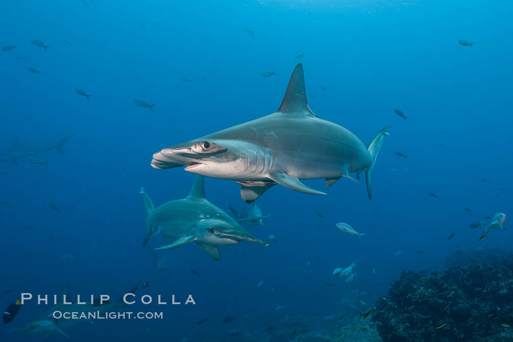 Scalloped hammerhead shark. Darwin Island, Galapagos Islands, Ecuador, Sphyrna lewini, natural history stock photograph, photo id 16310