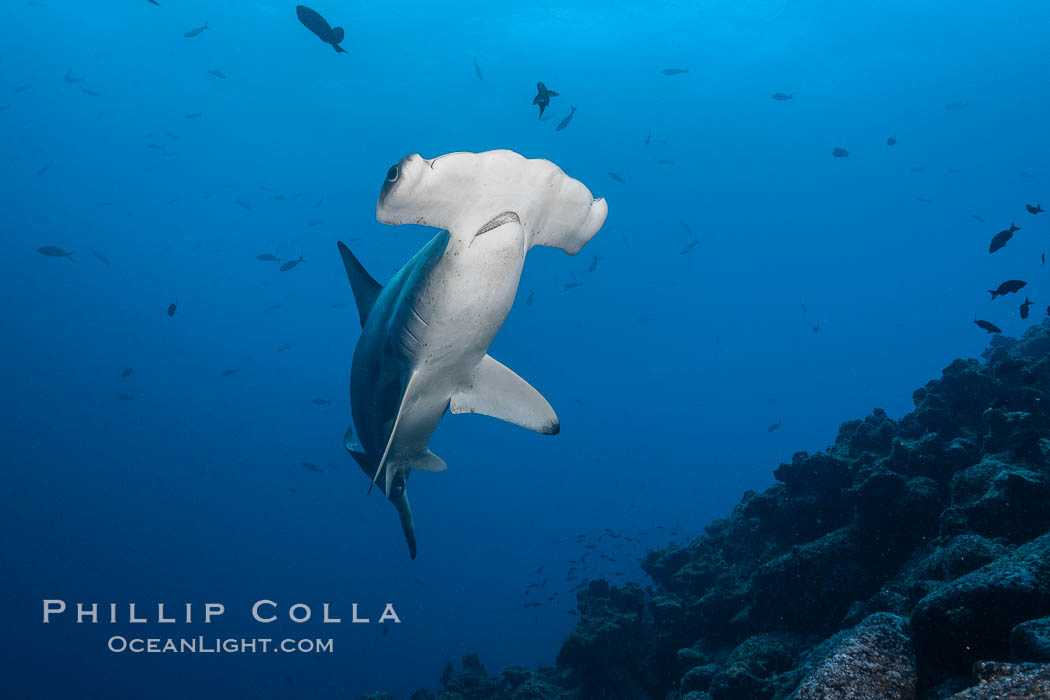 Scalloped hammerhead shark. Wolf Island, Galapagos Islands, Ecuador, Sphyrna lewini, natural history stock photograph, photo id 18602