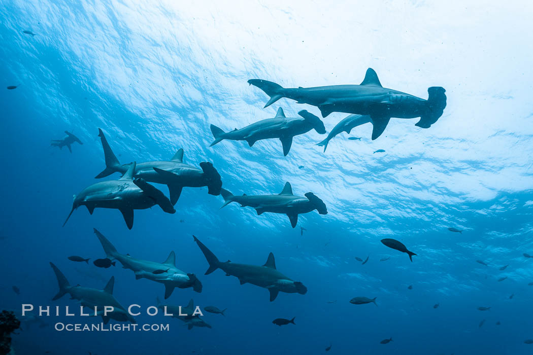 Hammerhead sharks, schooling, black and white / grainy. Darwin Island, Galapagos Islands, Ecuador, Sphyrna lewini, natural history stock photograph, photo id 18606