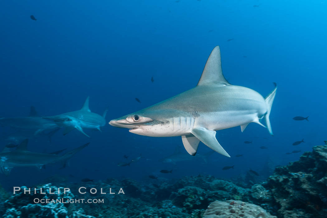 Scalloped hammerhead shark. Darwin Island, Galapagos Islands, Ecuador, Sphyrna lewini, natural history stock photograph, photo id 16308