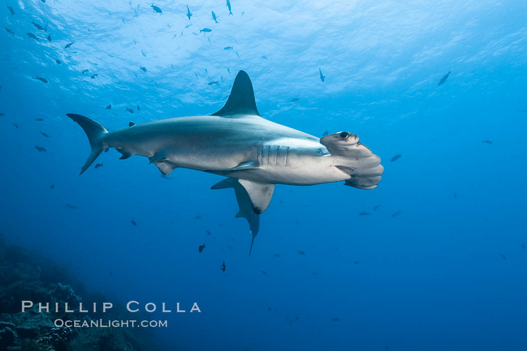 Scalloped hammerhead shark. Wolf Island, Galapagos Islands, Ecuador, Sphyrna lewini, natural history stock photograph, photo id 18600