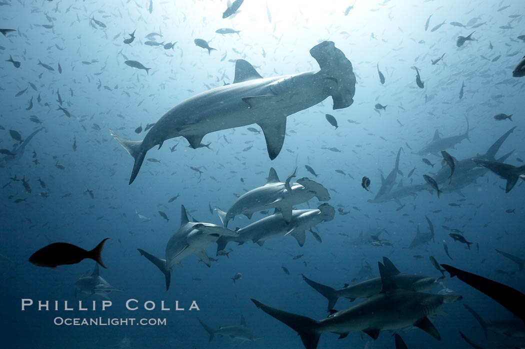 Hammerhead sharks, schooling, black and white / grainy. Darwin Island, Galapagos Islands, Ecuador, Sphyrna lewini, natural history stock photograph, photo id 18608