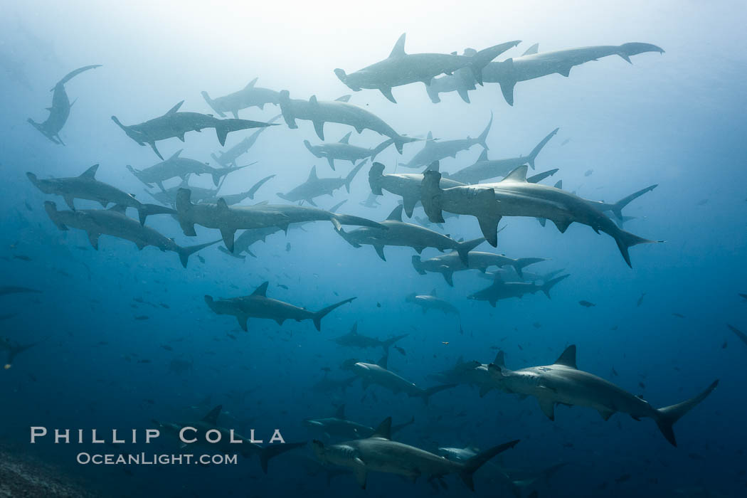 Hammerhead sharks, schooling. Darwin Island, Galapagos Islands, Ecuador, Sphyrna lewini, natural history stock photograph, photo id 16299