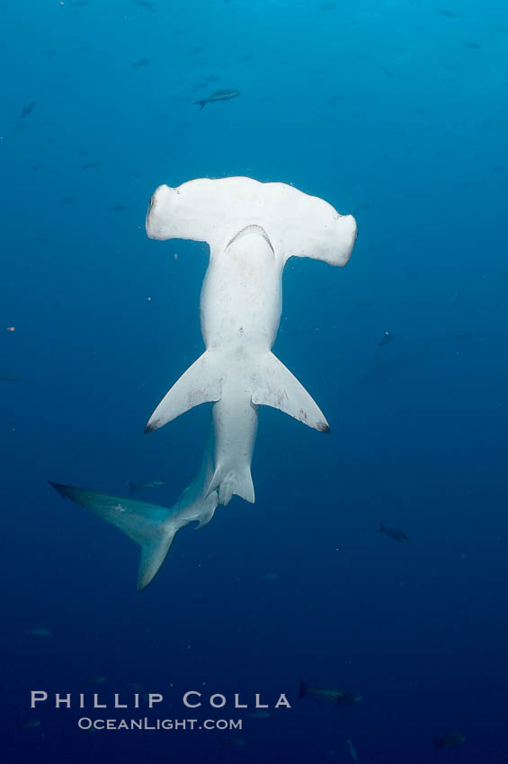 Scalloped hammerhead shark. Darwin Island, Galapagos Islands, Ecuador, Sphyrna lewini, natural history stock photograph, photo id 16311