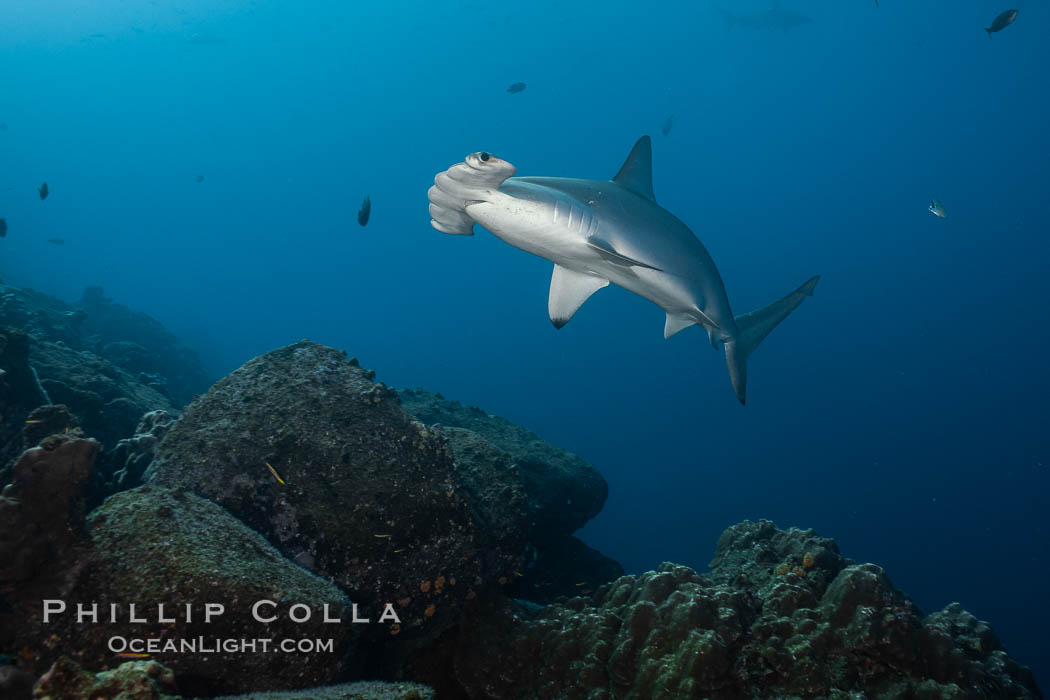 Scalloped hammerhead shark., Sphyrna lewini, natural history stock photograph, photo id 18599