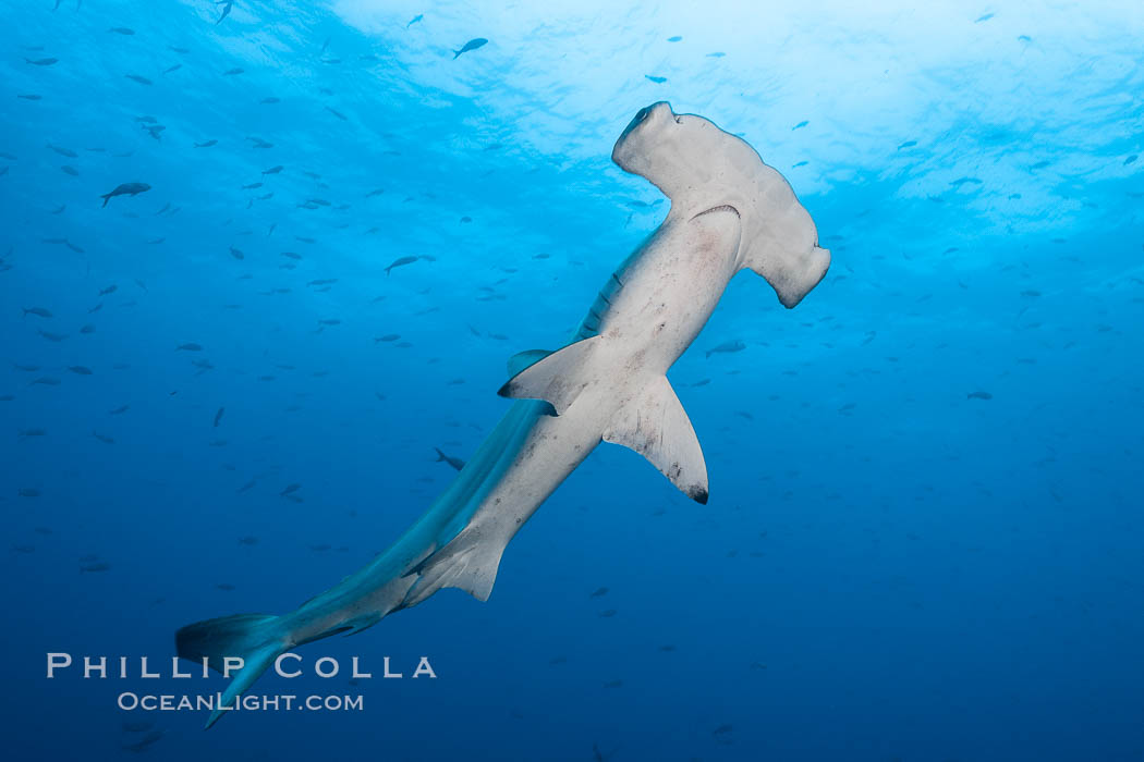 Scalloped hammerhead shark. Wolf Island, Galapagos Islands, Ecuador, Sphyrna lewini, natural history stock photograph, photo id 18603