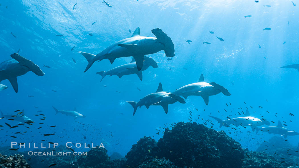 Hammerhead sharks, schooling, black and white / grainy. Darwin Island, Galapagos Islands, Ecuador, Sphyrna lewini, natural history stock photograph, photo id 18611