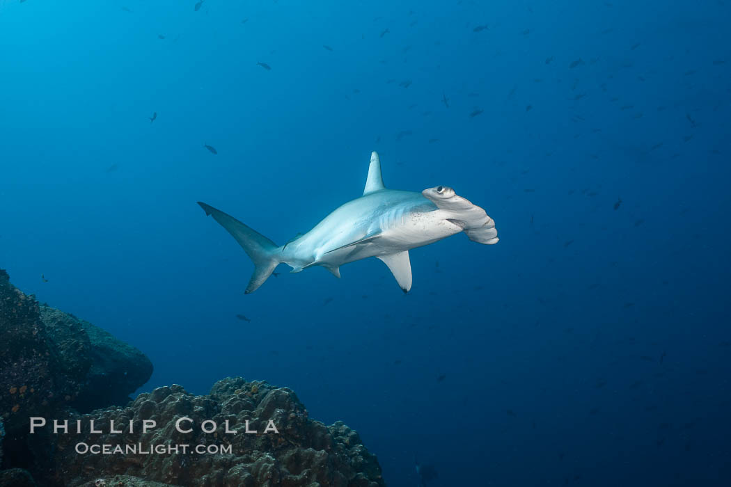 Scalloped hammerhead shark. Wolf Island, Galapagos Islands, Ecuador, Sphyrna lewini, natural history stock photograph, photo id 16301