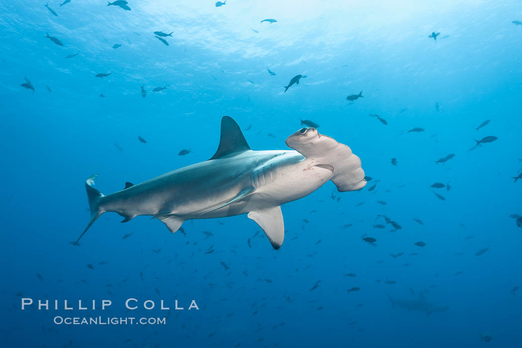 Scalloped hammerhead shark. Wolf Island, Galapagos Islands, Ecuador, Sphyrna lewini, natural history stock photograph, photo id 16305