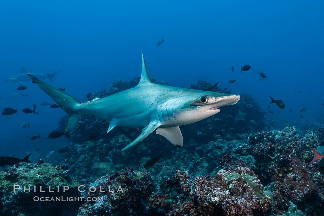Scalloped hammerhead shark. Darwin Island, Galapagos Islands, Ecuador, Sphyrna lewini, natural history stock photograph, photo id 16309