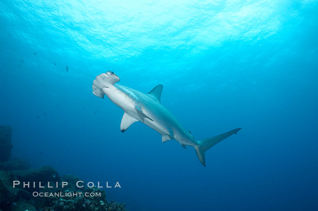 Scalloped hammerhead shark. Wolf Island, Galapagos Islands, Ecuador, Sphyrna lewini, natural history stock photograph, photo id 18601