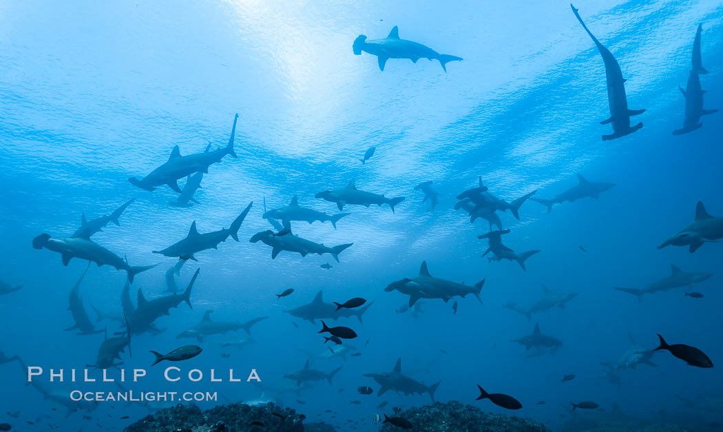 Hammerhead sharks, schooling. Wolf Island, Galapagos Islands, Ecuador, Sphyrna lewini, natural history stock photograph, photo id 16258
