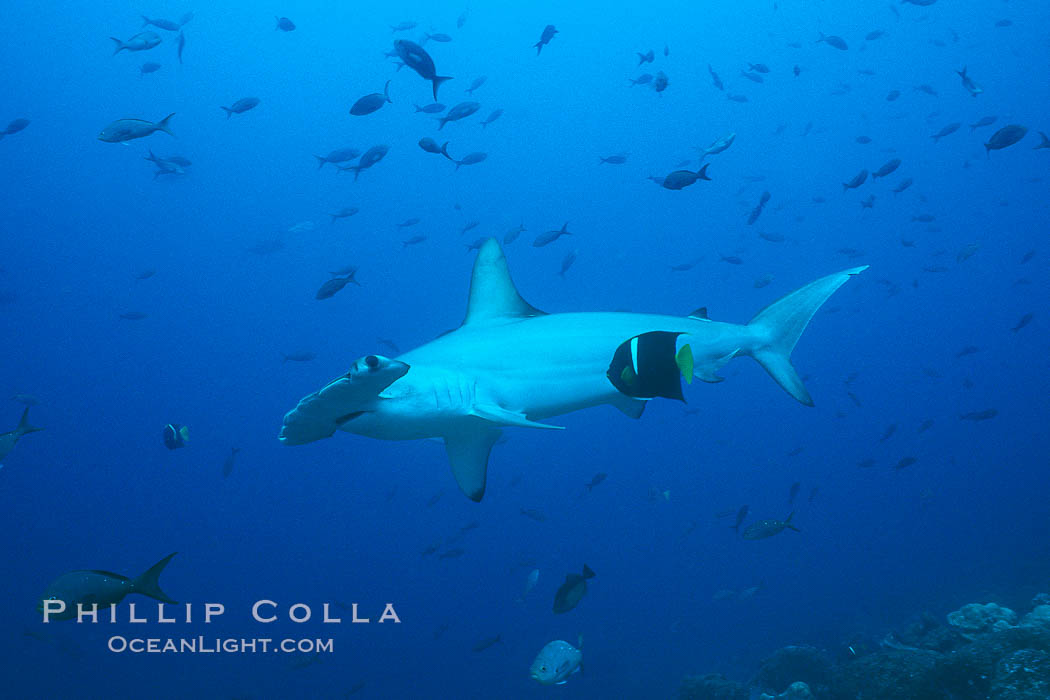 Scalloped hammerhead shark cleaned by King angelfish. Galapagos Islands, Ecuador, Holacanthus passer, Sphyrna lewini, natural history stock photograph, photo id 01528
