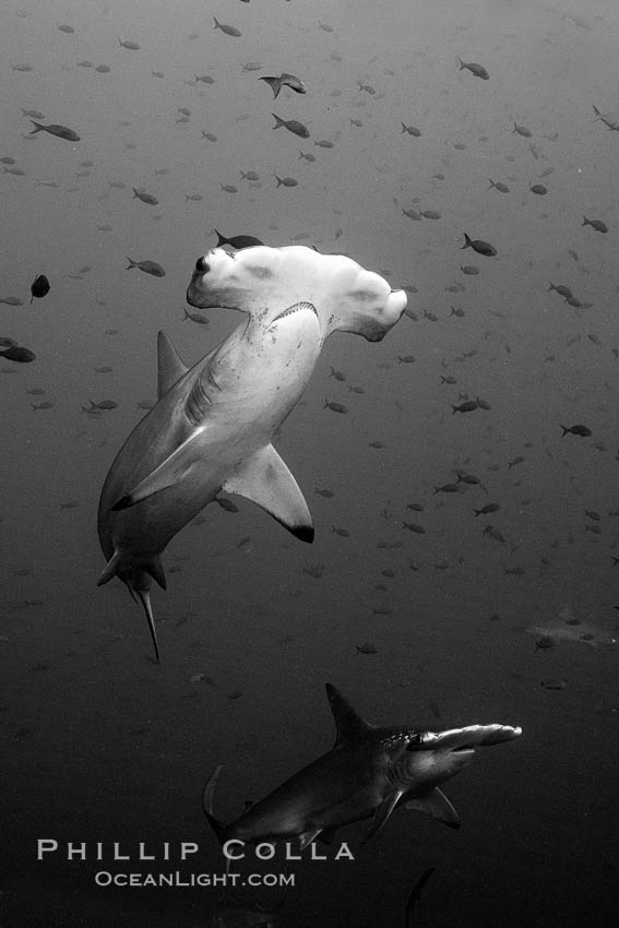 Scalloped hammerhead shark, black and white / grainy. Wolf Island, Galapagos Islands, Ecuador, Sphyrna lewini, natural history stock photograph, photo id 16252
