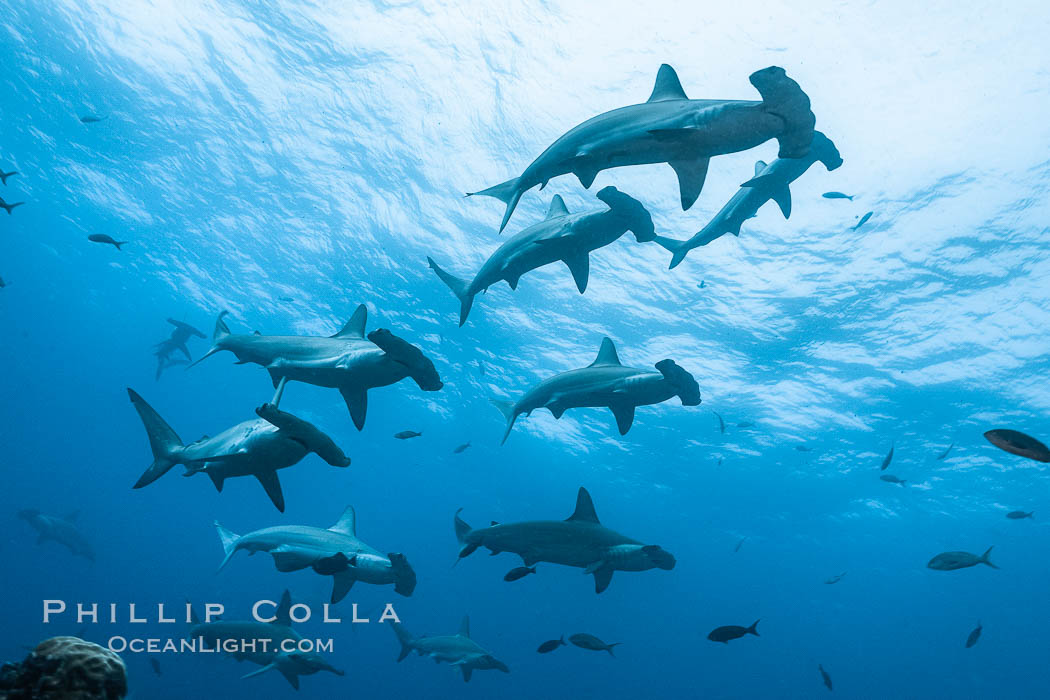 Hammerhead sharks, schooling, black and white / grainy. Wolf Island, Galapagos Islands, Ecuador, Sphyrna lewini, natural history stock photograph, photo id 16256