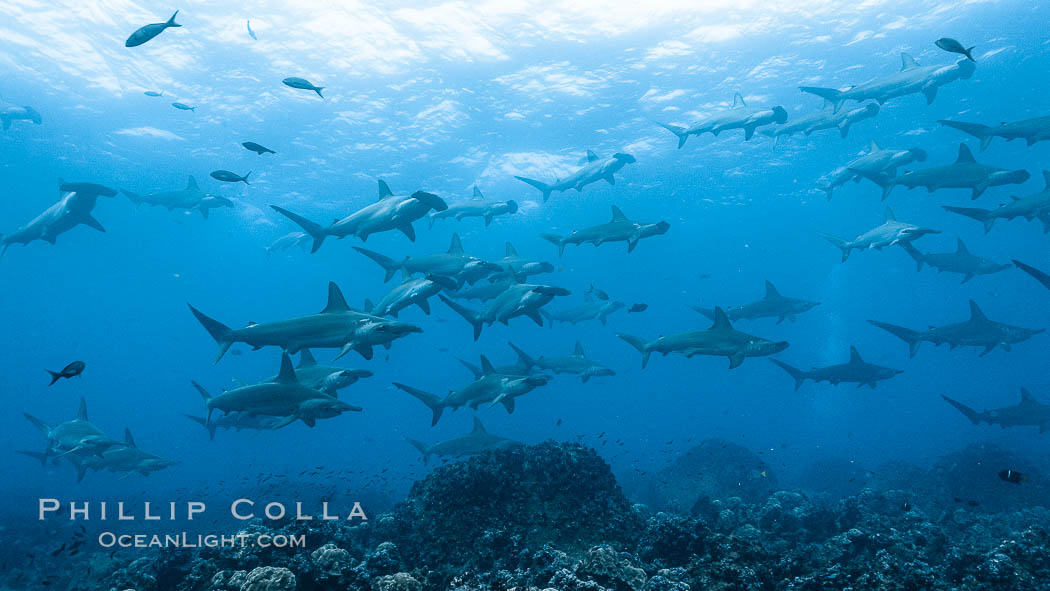 Hammerhead sharks, schooling, black and white / grainy. Wolf Island, Galapagos Islands, Ecuador, Sphyrna lewini, natural history stock photograph, photo id 16260