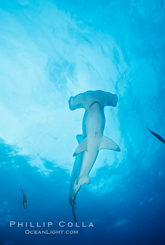 Scalloped hammerhead shark. Galapagos Islands, Ecuador, Sphyrna lewini, natural history stock photograph, photo id 01535