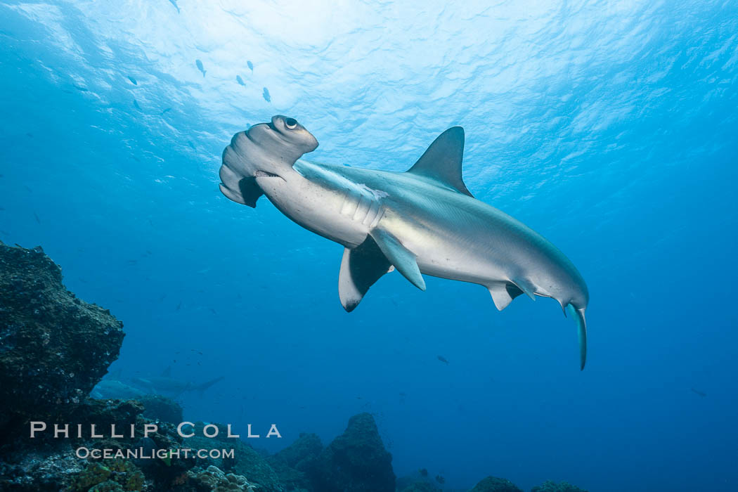 Scalloped hammerhead shark. Wolf Island, Galapagos Islands, Ecuador, Sphyrna lewini, natural history stock photograph, photo id 16247