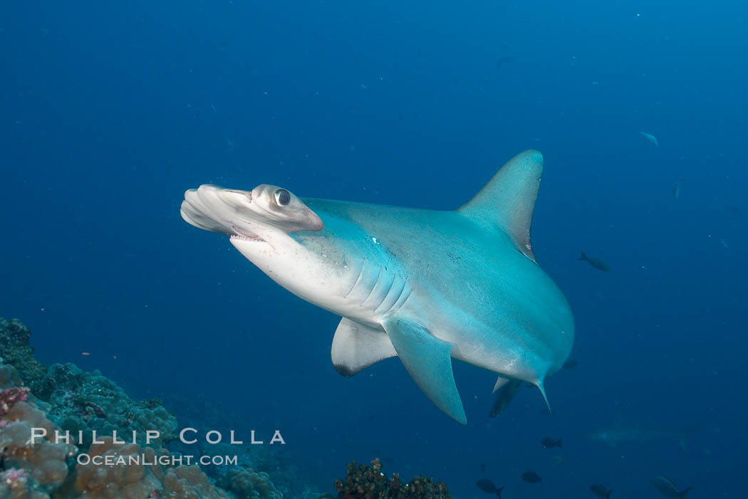 Scalloped hammerhead shark. Darwin Island, Galapagos Islands, Ecuador, Sphyrna lewini, natural history stock photograph, photo id 16251