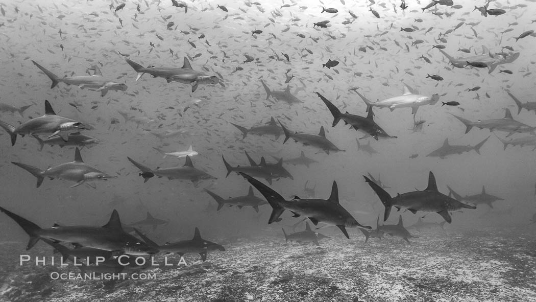 Hammerhead sharks, schooling. Darwin Island, Galapagos Islands, Ecuador, Sphyrna lewini, natural history stock photograph, photo id 16259