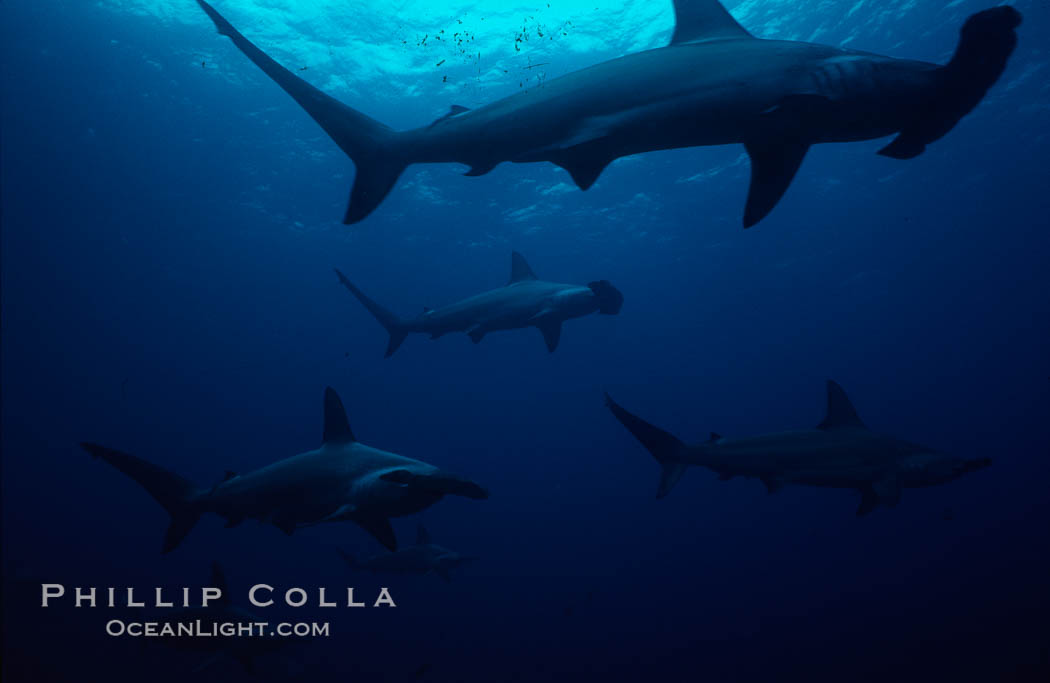 Scalloped hammerhead shark. Galapagos Islands, Ecuador, Sphyrna lewini, natural history stock photograph, photo id 01529