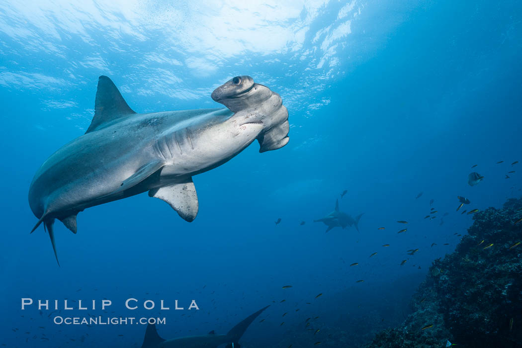 Scalloped hammerhead shark. Wolf Island, Galapagos Islands, Ecuador, Sphyrna lewini, natural history stock photograph, photo id 16245