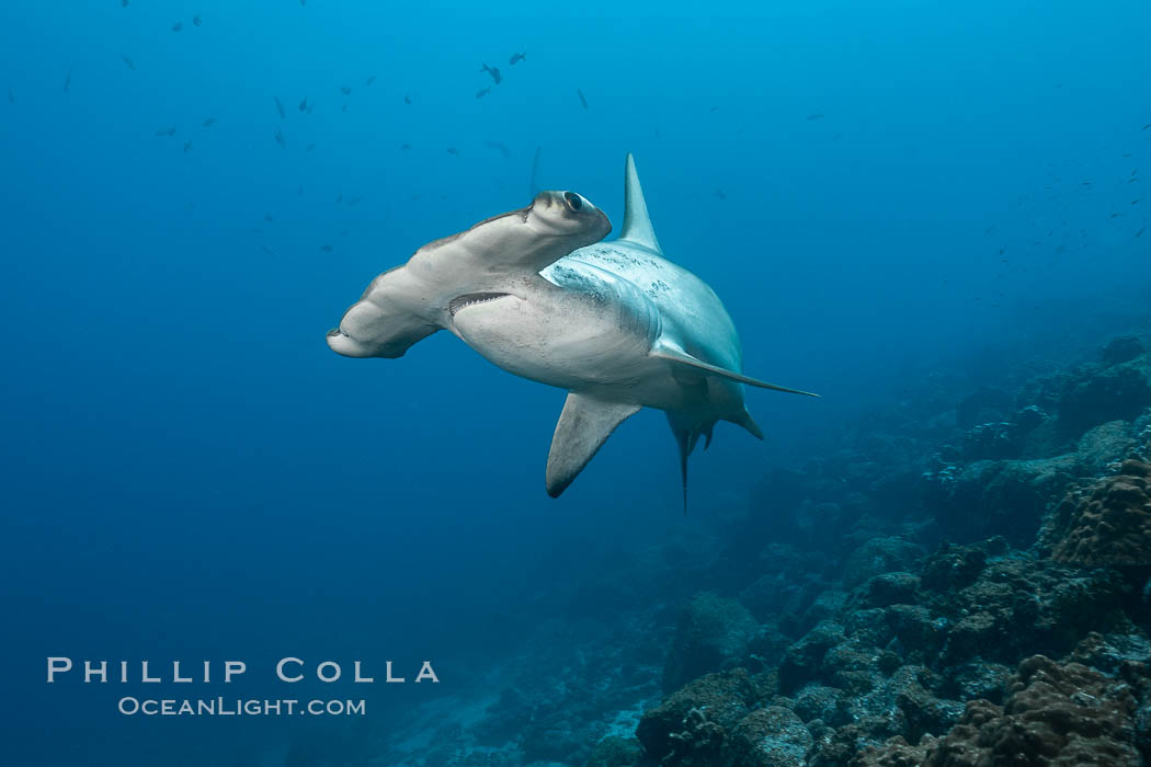 Scalloped hammerhead shark. Wolf Island, Galapagos Islands, Ecuador, Sphyrna lewini, natural history stock photograph, photo id 16261