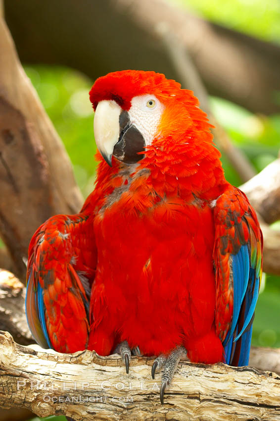 Scarlet macaw., Ara macao, natural history stock photograph, photo id 12544