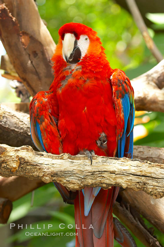 Scarlet macaw., Ara macao, natural history stock photograph, photo id 12546