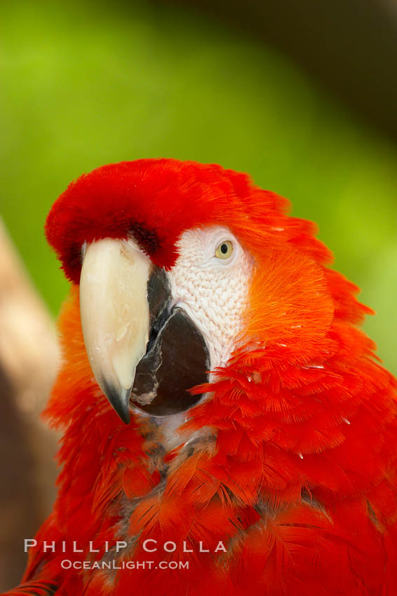 Scarlet macaw., Ara macao, natural history stock photograph, photo id 12543