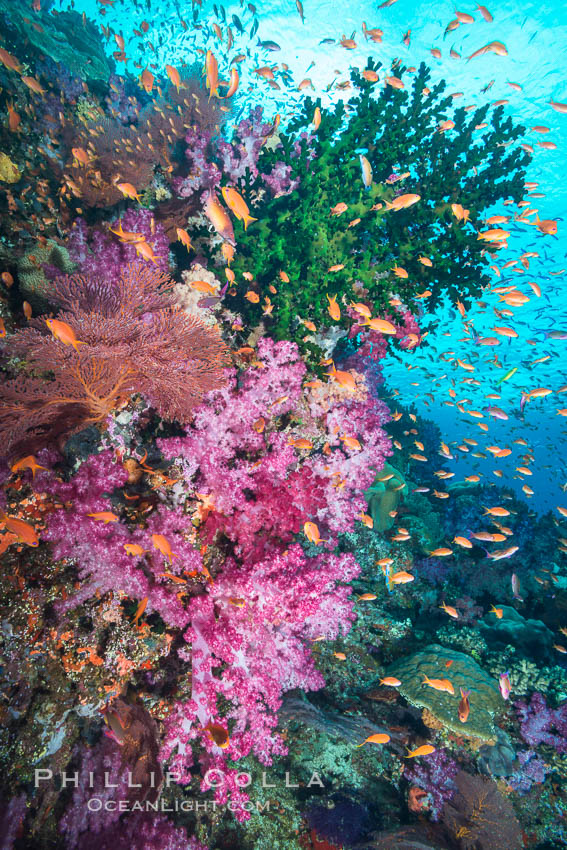 Schooling anthias fish, colorful dendronephthya soft corals and green fan coral, Fiji. Vatu I Ra Passage, Bligh Waters, Viti Levu  Island, Dendronephthya, Pseudanthias, Tubastrea micrantha, natural history stock photograph, photo id 31476