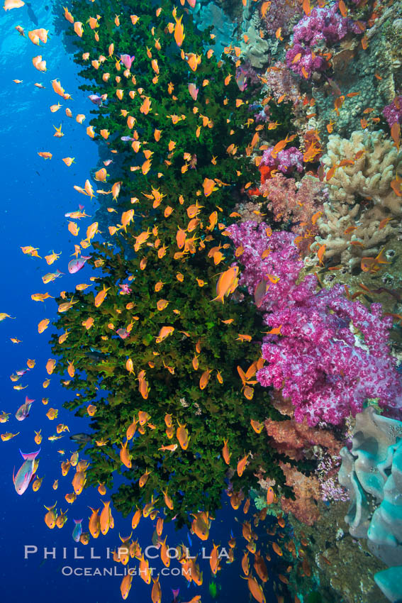 Schooling anthias fish, colorful dendronephthya soft corals and green fan coral, Fiji. Vatu I Ra Passage, Bligh Waters, Viti Levu  Island, Dendronephthya, Pseudanthias, Tubastrea micrantha, natural history stock photograph, photo id 31480