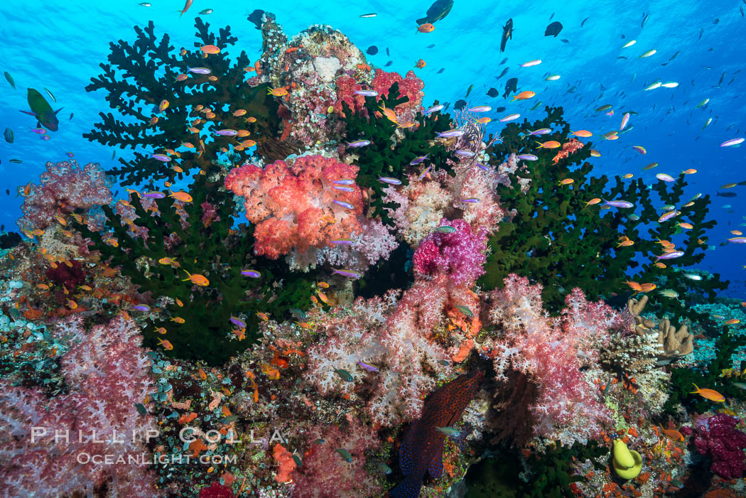 Schooling anthias fish, colorful dendronephthya soft corals and green fan coral, Fiji. Namena Marine Reserve, Namena Island, Dendronephthya, Pseudanthias, Tubastrea micrantha, natural history stock photograph, photo id 31828