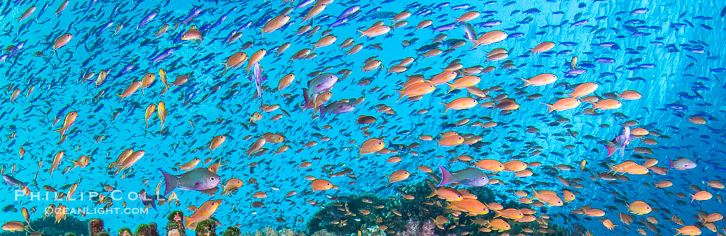 Schooling anthias over coral reef, Fiji Islands., natural history stock photograph, photo id 41435