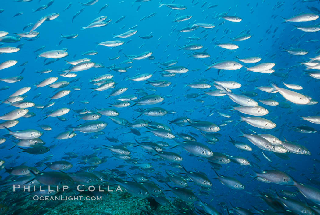 Schooling anthias, Los Islotes, Sea of Cortez., natural history stock photograph, photo id 02043