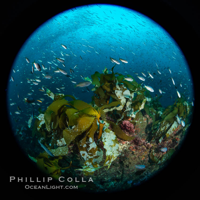 Huge mixed schools of fish on Farnsworth Banks, Catalina Island, California. USA, natural history stock photograph, photo id 37226