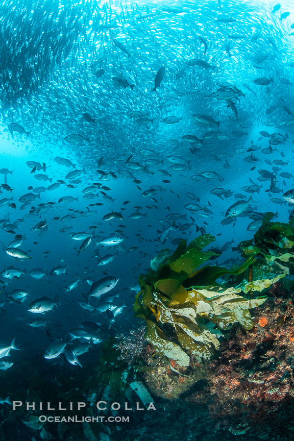 Huge mixed schools of fish on Farnsworth Banks, Catalina Island, California., natural history stock photograph, photo id 37250