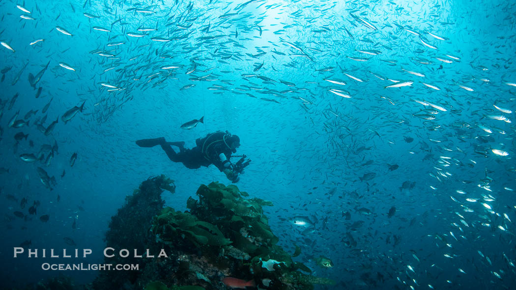 Huge mixed schools of fish on Farnsworth Banks, Catalina Island, California., natural history stock photograph, photo id 37240