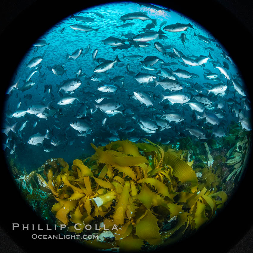 Huge mixed schools of fish on Farnsworth Banks, Catalina Island, California. A veritable fish storm of epic proportions centered on Farnsworth Banks was experienced by divers for a few weeks in 2021, Medialuna californiensis