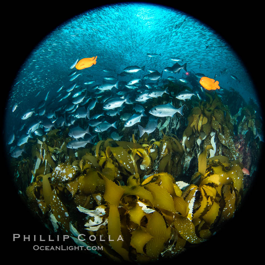 Huge mixed schools of fish on Farnsworth Banks, Catalina Island, California. USA, Medialuna californiensis, natural history stock photograph, photo id 37249