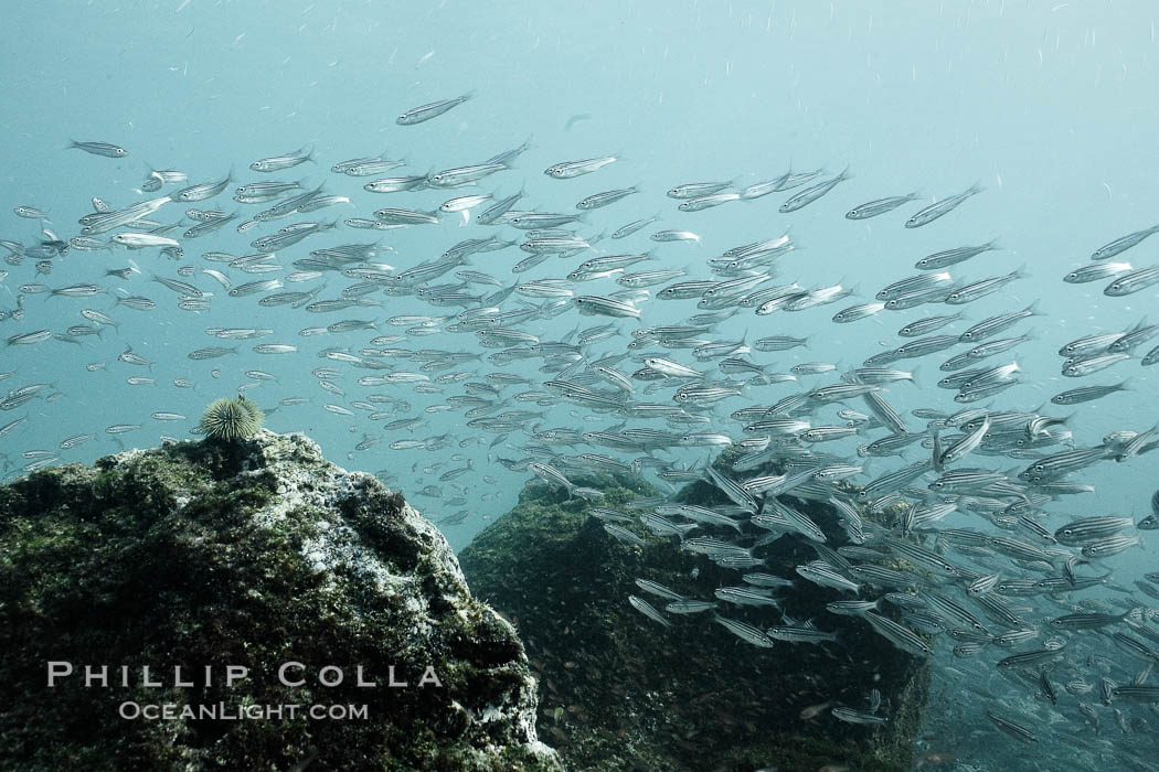Schooling fish, black and white / grainy. Isla Lobos, Galapagos Islands, Ecuador, natural history stock photograph, photo id 16370